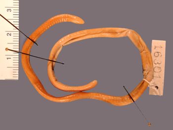 Media type: image; Herpetology A-16301